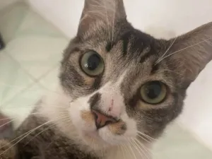 Gato raça Maine Coon idade 2 anos nome Juninho