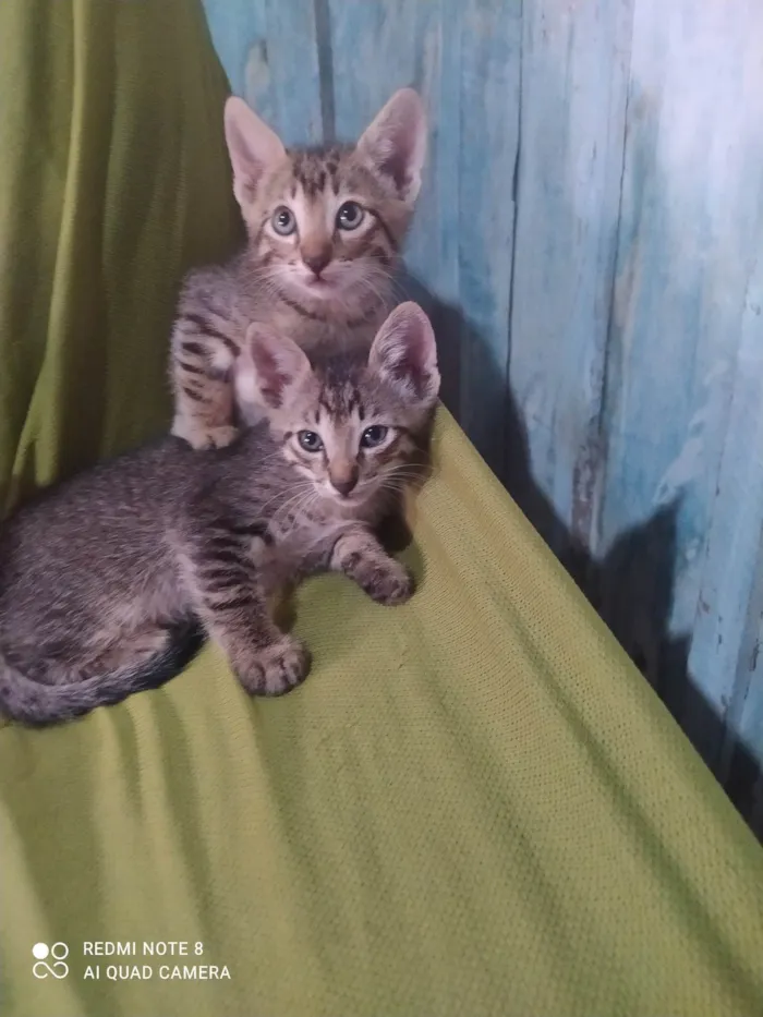 Gato ra a SRD-ViraLata idade 2 a 6 meses nome Gatinhos sem nome