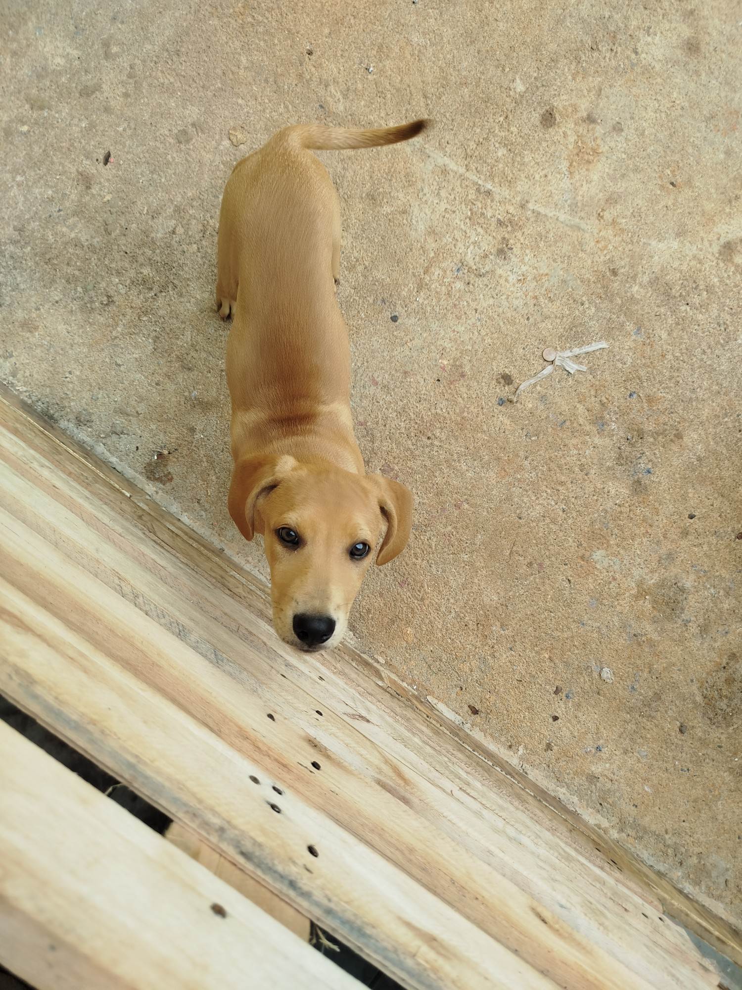 Cachorro raça Labrador idade 2 a 6 meses nome NELSON LEITE VICENTE JUNIOR