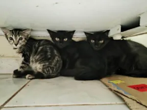 Gato ra a SRD-ViraLata idade 2 a 6 meses nome Família de 5 irmãos, sendo de ambos os sexos.