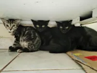 Família de 5 irmãos, sendo de ambos os sexos.