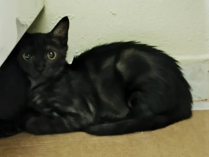 Gato ra a SRD-ViraLata idade 2 a 6 meses nome Família de 5 irmãos, sendo de ambos os sexos.