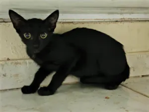 Gato raça SRD-ViraLata idade 2 a 6 meses nome Família de 5 irmãos, sendo de ambos os sexos.