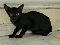 Gato ra a SRD-ViraLata idade 2 a 6 meses nome Família de 5 irmãos, sendo de ambos os sexos.