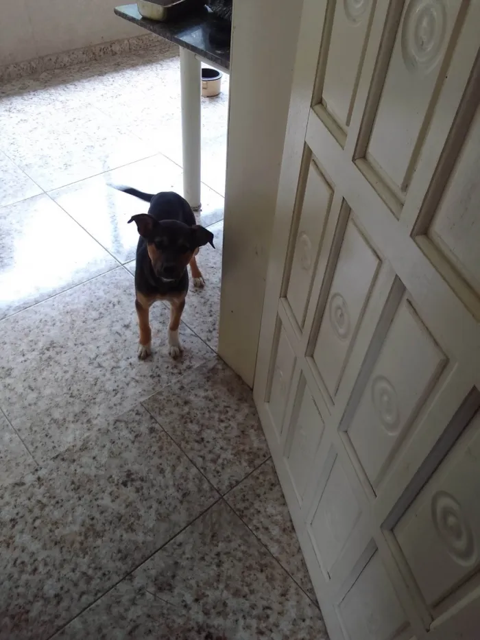 Cachorro ra a SRD-ViraLata idade 2 a 6 meses nome Kyara