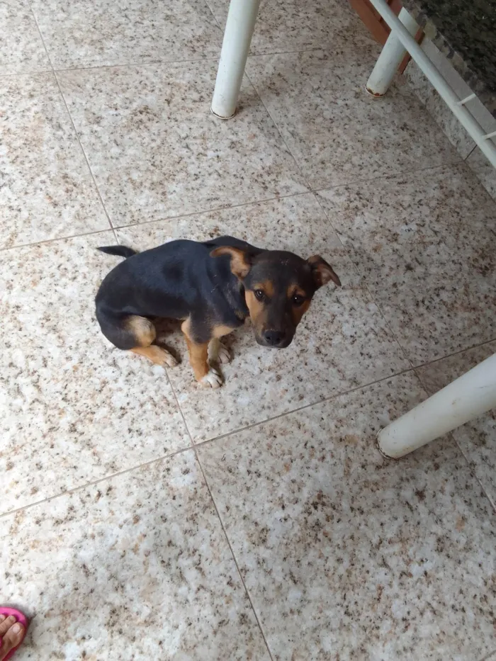 Cachorro ra a SRD-ViraLata idade 2 a 6 meses nome Kyara