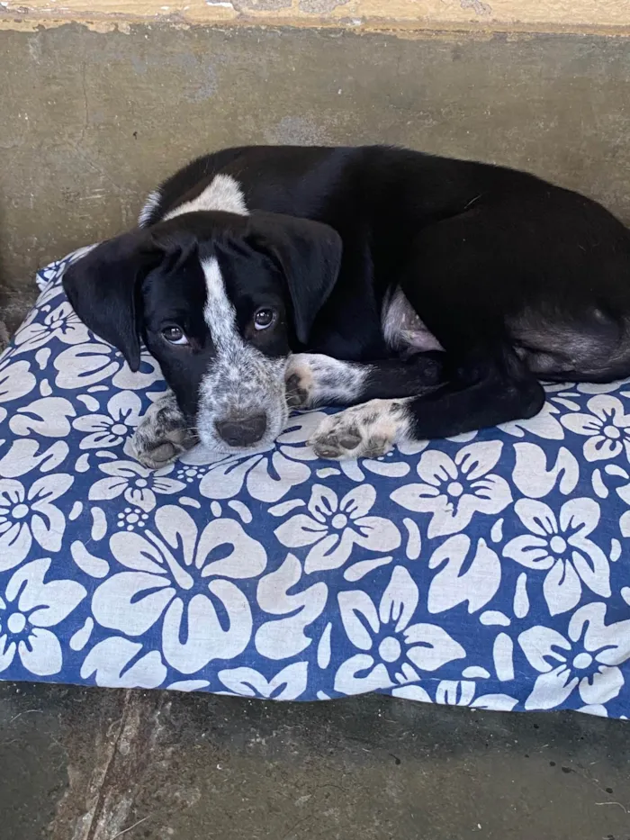 Cachorro ra a SRD-ViraLata idade Abaixo de 2 meses nome Sem Nome