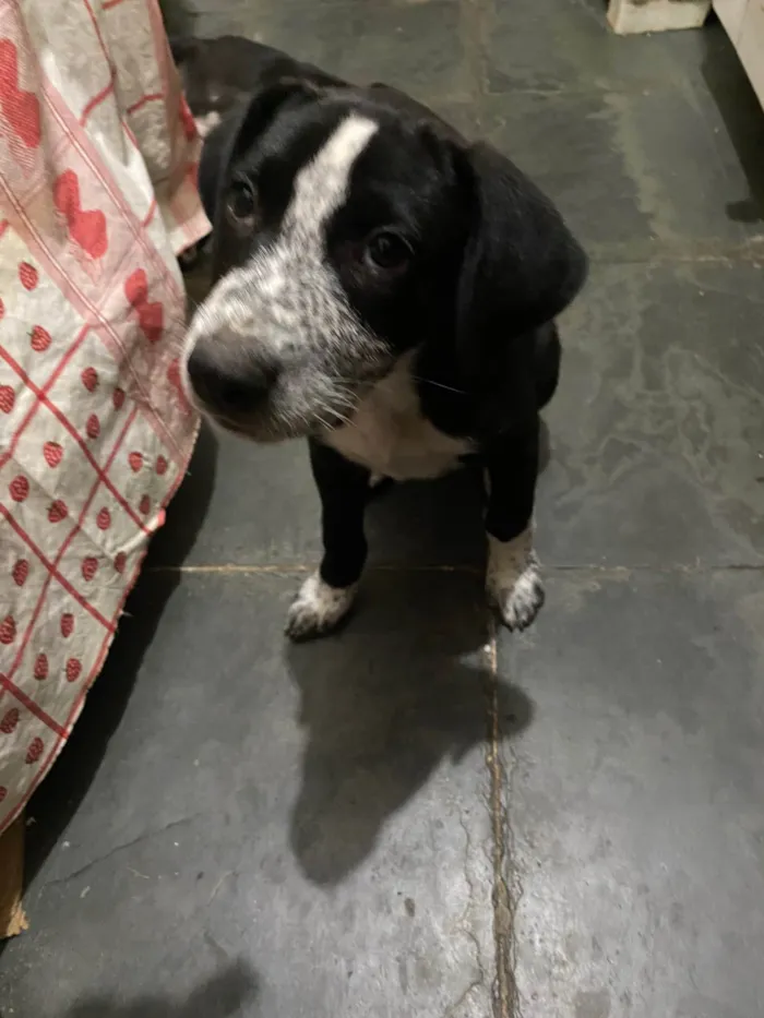 Cachorro ra a SRD-ViraLata idade Abaixo de 2 meses nome Sem Nome