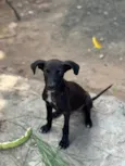 Cachorro ra a SRD-ViraLata idade 2 a 6 meses nome Jonas caíque Santos luz 