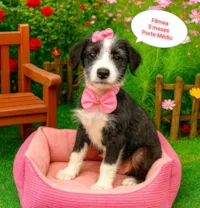 Cachorro raça SRD-ViraLata idade 2 a 6 meses nome Maitê