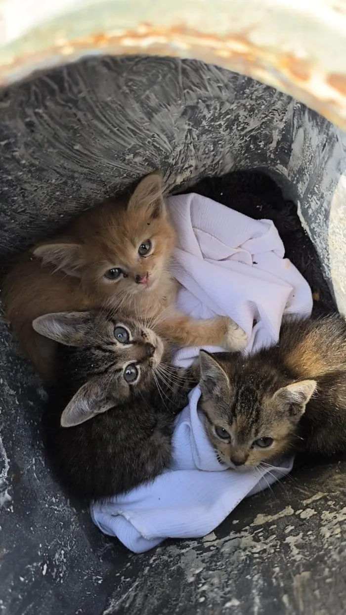 Gato ra a SRD-ViraLata idade Abaixo de 2 meses nome Gatinhos abandonados pela mãe