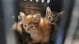 Gatinhos abandonados pela mãe