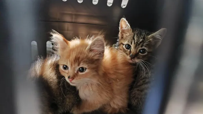 Gato ra a SRD-ViraLata idade Abaixo de 2 meses nome Gatinhos abandonados pela mãe