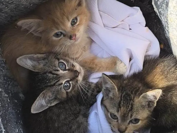 Gato ra a SRD-ViraLata idade Abaixo de 2 meses nome Gatinhos abandonados pela mãe
