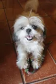 Cachorro ra a Shitzu idade 6 ou mais anos nome Nhoq