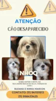 Cachorro ra a Shitzu idade 6 ou mais anos nome Nhoq