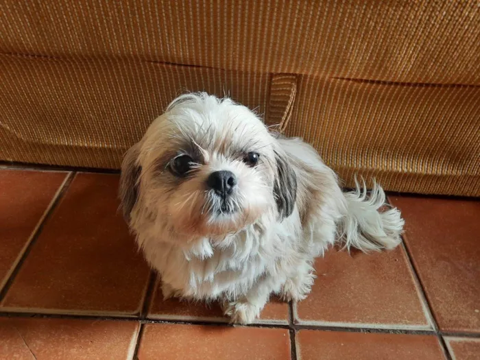 Cachorro ra a Shitzu idade 6 ou mais anos nome Nhoq