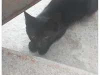 Gato raça SRD-ViraLata idade 2 a 6 meses nome Não tem nome 