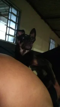 Cachorro raça SRD-ViraLata idade 1 ano nome Simba
