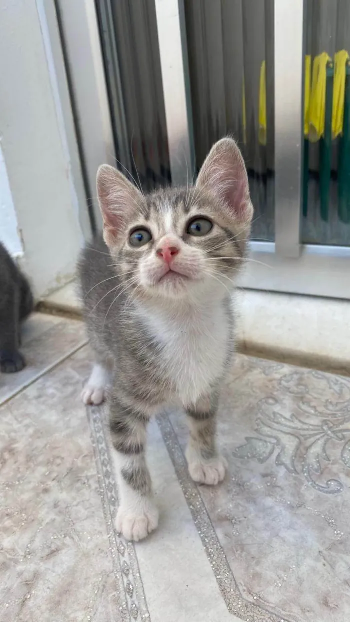 Gato ra a SRD-ViraLata idade 2 a 6 meses nome Norma