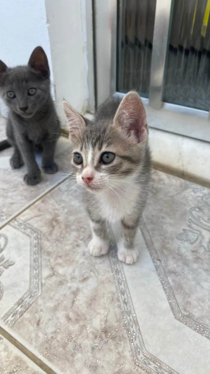 Gato ra a SRD-ViraLata idade 2 a 6 meses nome Norma