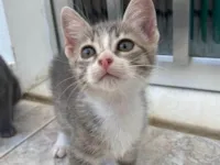 Gato ra a SRD-ViraLata idade 2 a 6 meses nome Norma