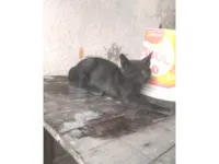 Gato ra a SRD-ViraLata idade 2 a 6 meses nome Não tem nome 