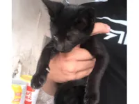 Gato raça SRD-ViraLata idade 2 a 6 meses nome Sem nome 