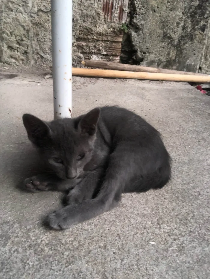 Gato ra a SRD-ViraLata idade 2 a 6 meses nome Sem nome 