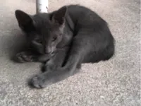 Gato ra a SRD-ViraLata idade 2 a 6 meses nome Sem nome 