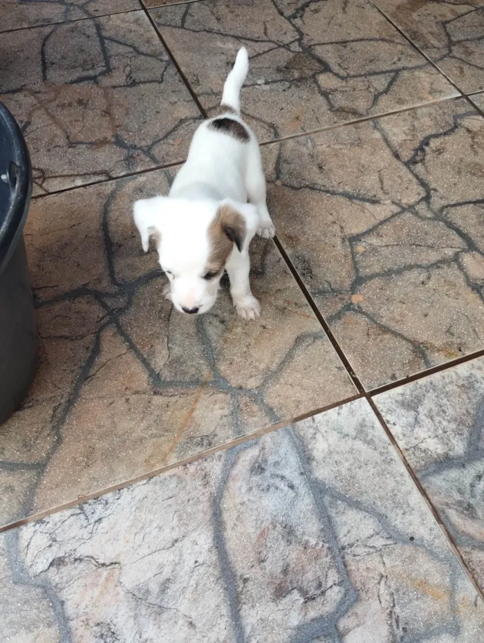 Cachorro raça SRD-ViraLata idade Abaixo de 2 meses nome ...