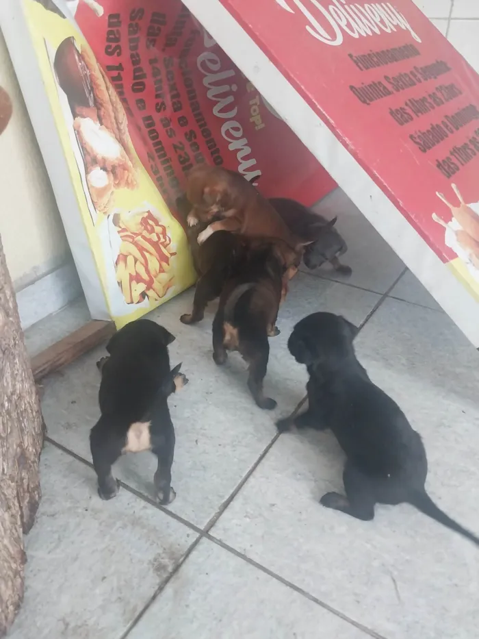 Cachorro ra a SRD-ViraLata idade Abaixo de 2 meses nome Zoe 