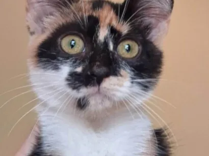 Gato raça SRD-ViraLata idade 2 a 6 meses nome Frida