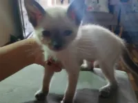 Gato ra a SRD-ViraLata idade 2 a 6 meses nome Charles 