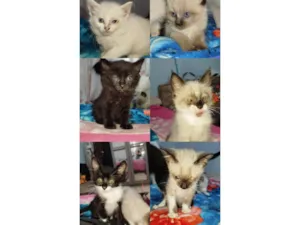 Gato raça SRD-ViraLata idade Abaixo de 2 meses nome Sem nome eles