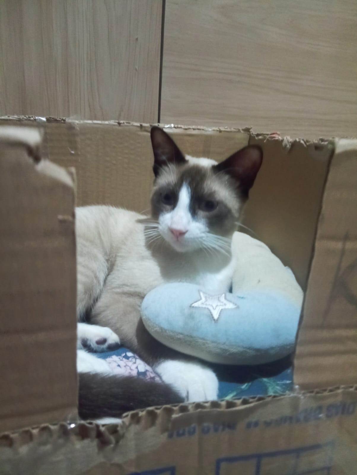 Gato ra a Siamês idade 7 a 11 meses nome LUKA