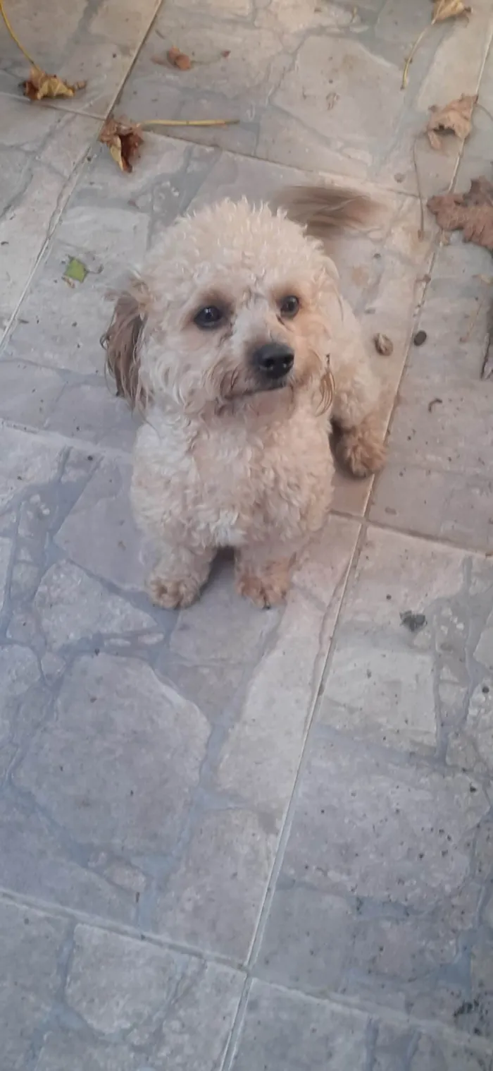 Cachorro ra a SRD-ViraLata idade 4 anos nome Luke