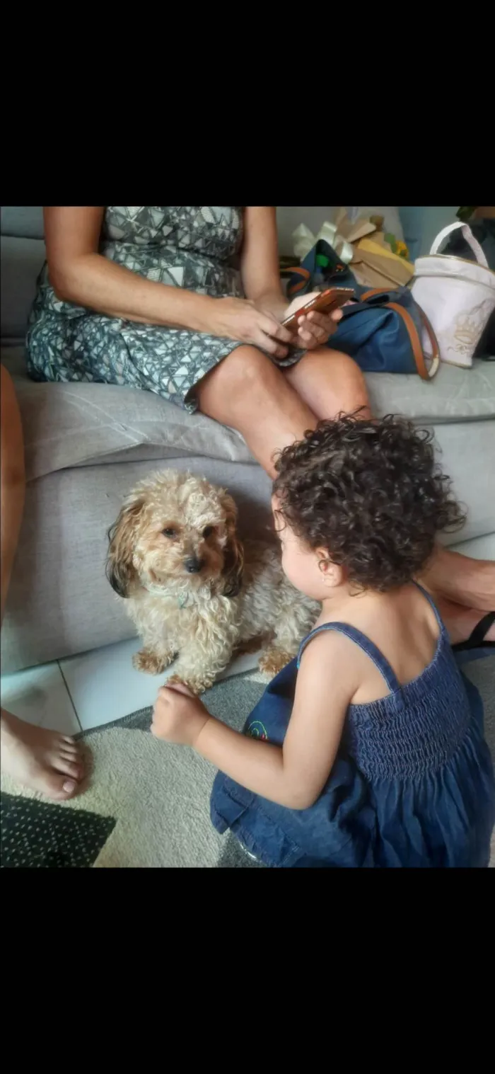 Cachorro ra a SRD-ViraLata idade 4 anos nome Luke