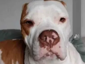 Cachorro raça Pit-Bull idade 3 anos nome Luna