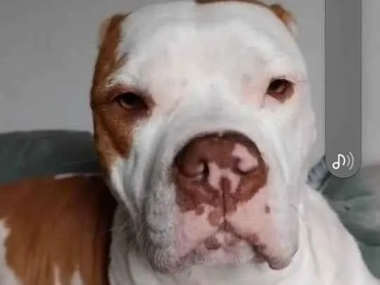Cachorro raça Pit-Bull idade 3 anos nome Luna