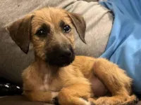 Cachorro ra a SRD-ViraLata idade Abaixo de 2 meses nome Timao