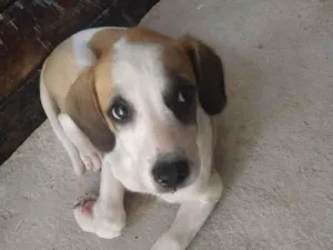 Cachorro raça SRD-ViraLata idade 2 anos nome Marley 