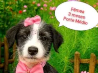 Cachorro raça SRD-ViraLata idade 2 a 6 meses nome Maitê