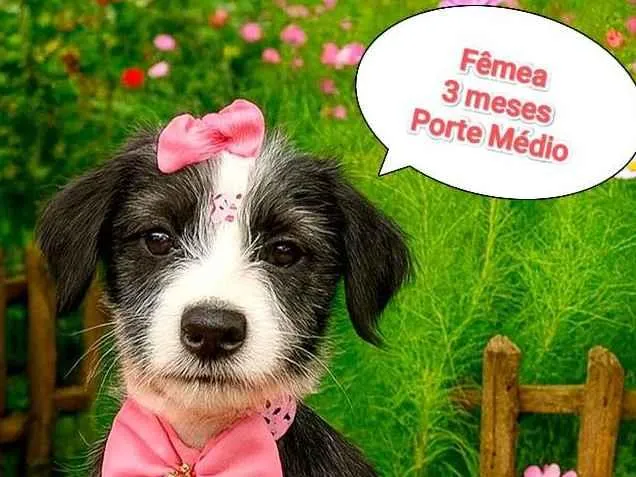 Cachorro raça SRD-ViraLata idade 2 a 6 meses nome Maitê