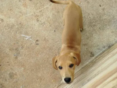 Cachorro raça Labrador idade 2 a 6 meses nome NELSON LEITE VICENTE JUNIOR