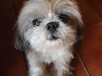 Cachorro raça Shitzu idade 6 ou mais anos nome Nhoq