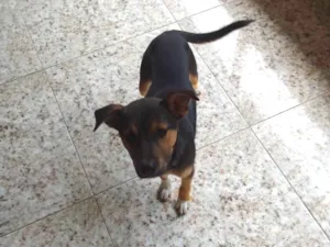 Cachorro raça SRD-ViraLata idade 2 a 6 meses nome Kyara
