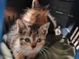 Gatinhos abandonados pela mãe