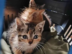 Gato raça SRD-ViraLata idade Abaixo de 2 meses nome Gatinhos abandonados pela mãe