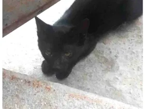 Gato raça SRD-ViraLata idade 2 a 6 meses nome Não tem nome 